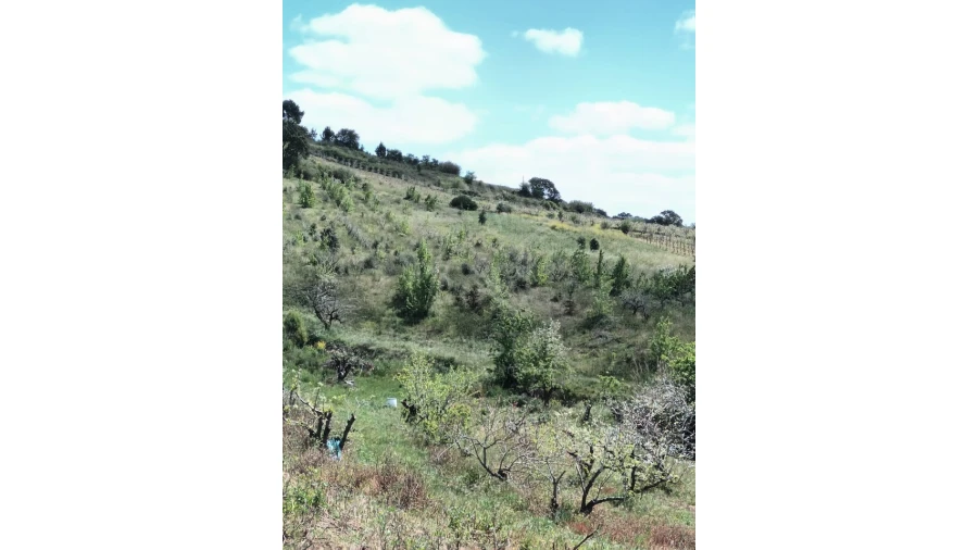 Terreno para Venda em Roliça Foto 10