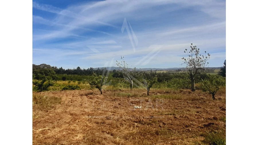 Terreno para Venda em Roliça