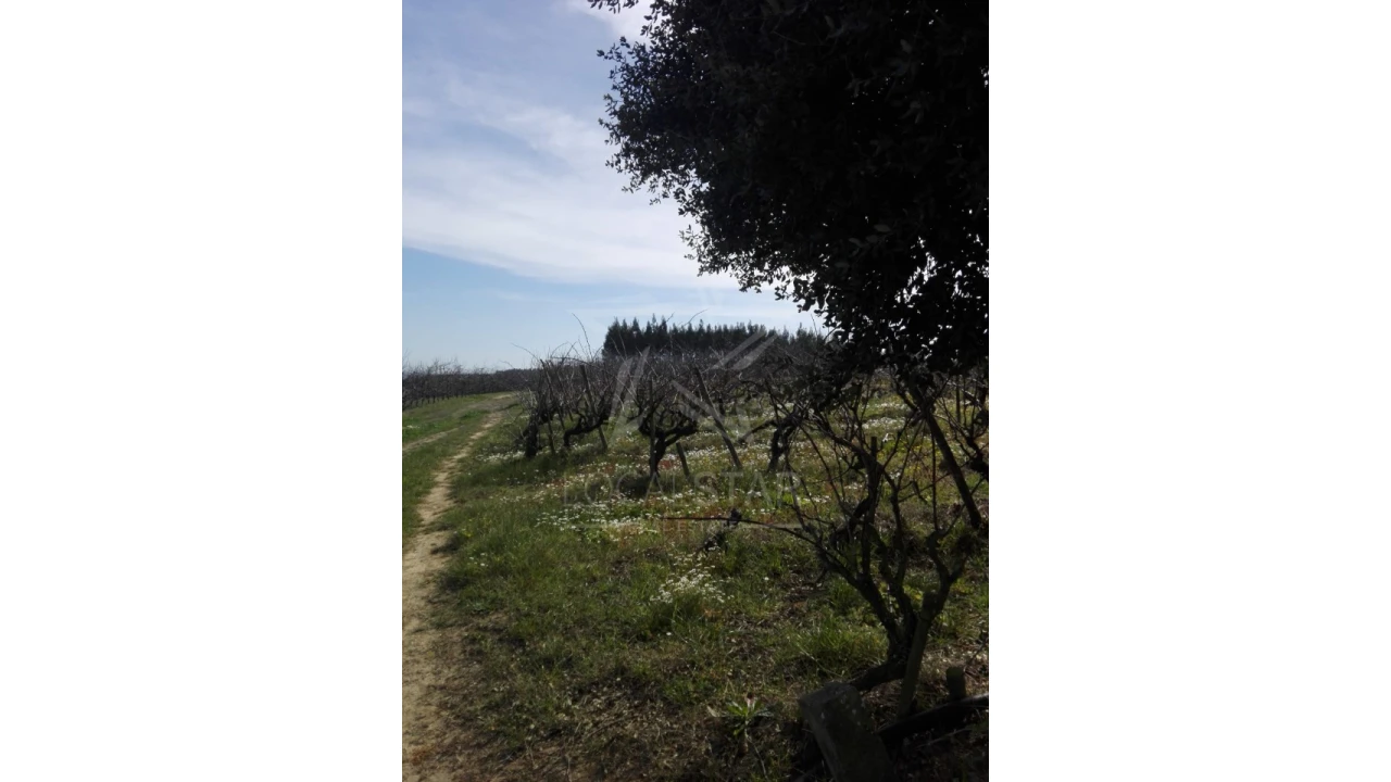 Terreno para Venda em Moita dos Ferreiros Foto 5