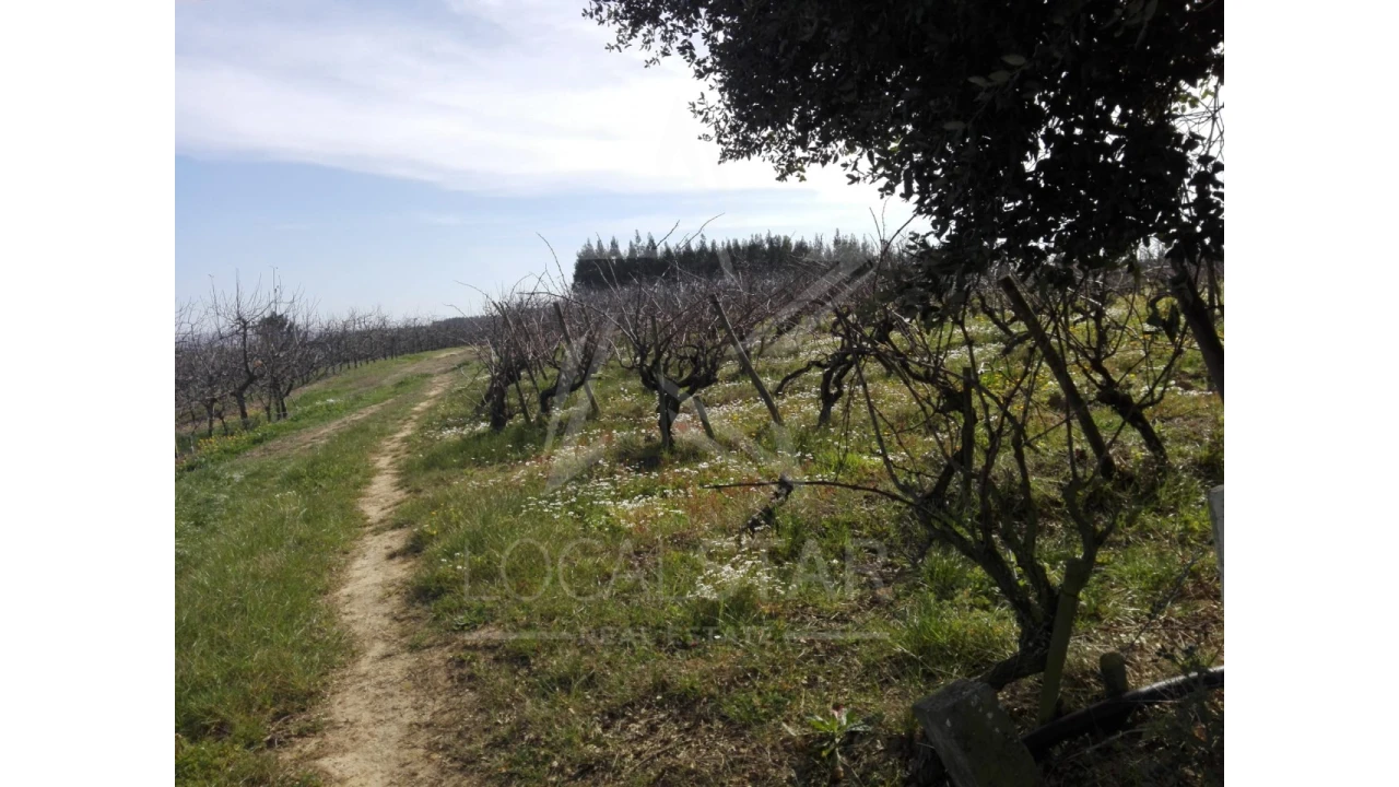 Terreno para Venda em Moita dos Ferreiros Foto 4