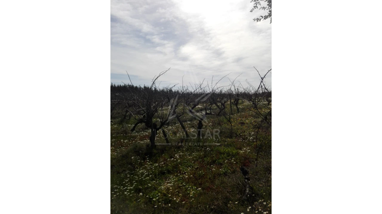 Terreno para Venda em Moita dos Ferreiros Foto 6