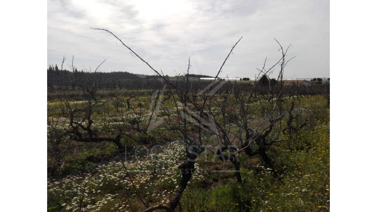 Terreno para Venda em Moita dos Ferreiros Foto 13