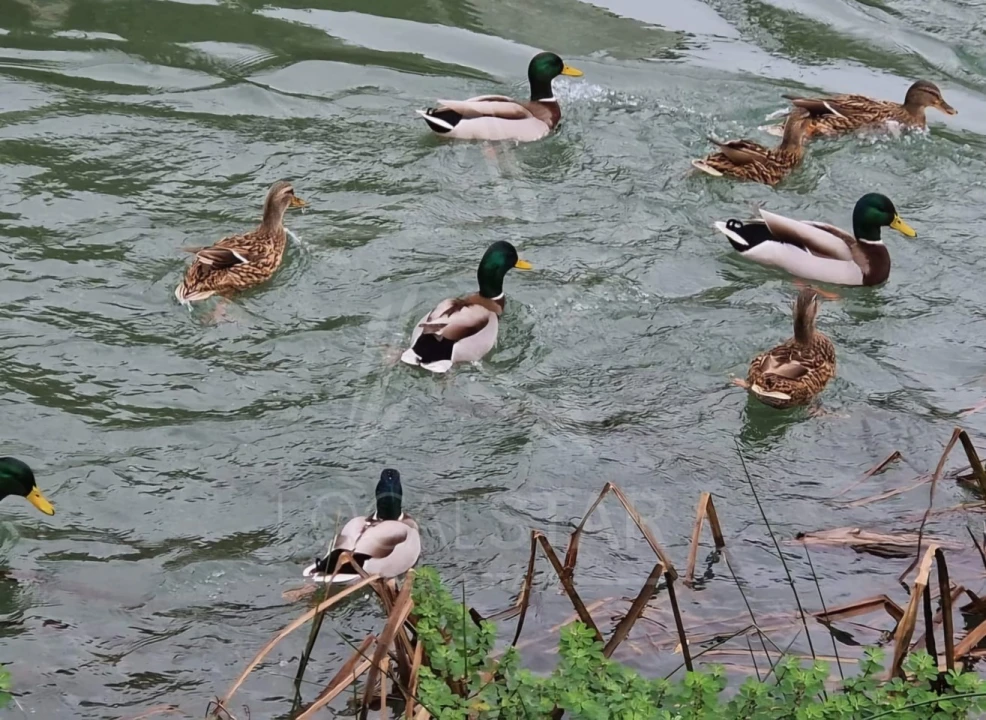 Terreno para Venda em Moita dos Ferreiros Foto 17