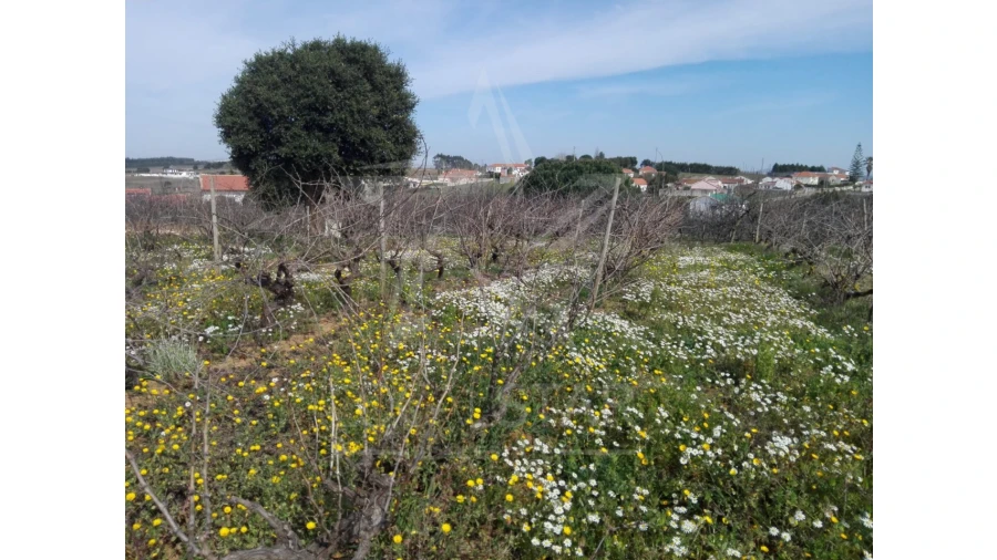 Terreno para Venda em Moita dos Ferreiros Foto 3
