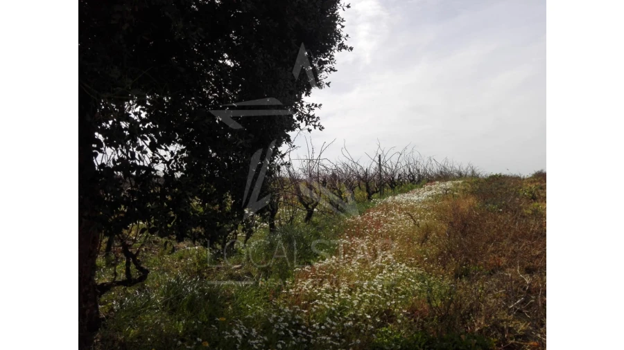 Terreno para Venda em Moita dos Ferreiros