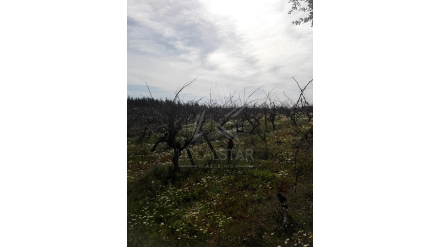 Terreno para Venda em Moita dos Ferreiros Foto 6
