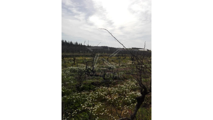 Terreno para Venda em Moita dos Ferreiros Foto 7