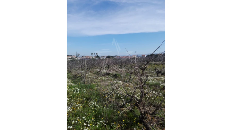 Terreno para Venda em Moita dos Ferreiros Foto 10