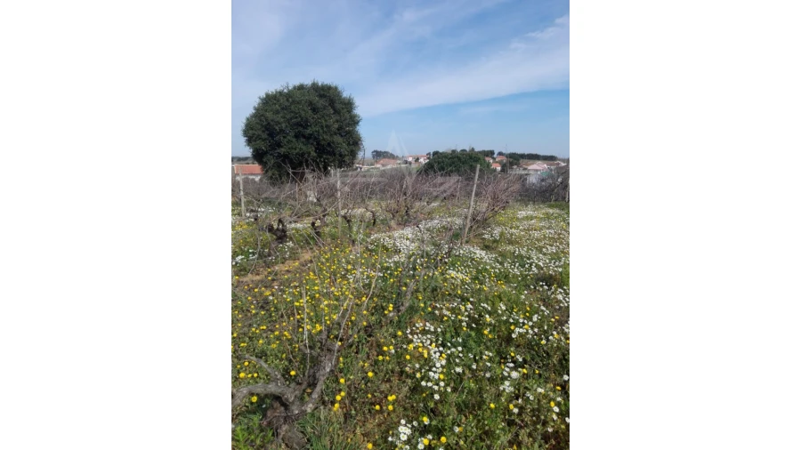 Terreno para Venda em Moita dos Ferreiros Foto 2