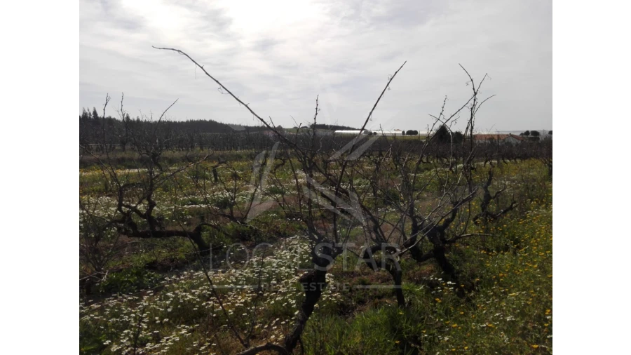 Terreno para Venda em Moita dos Ferreiros Foto 13