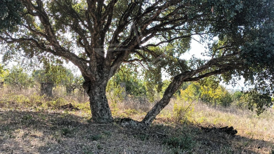 Terreno para Venda em Roliça Foto 3