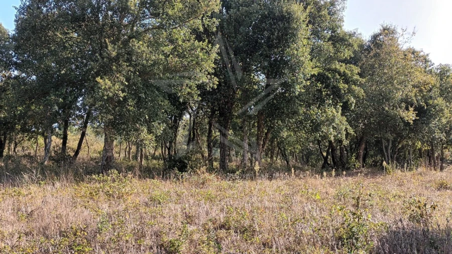 Terreno para Venda em Roliça Foto 10