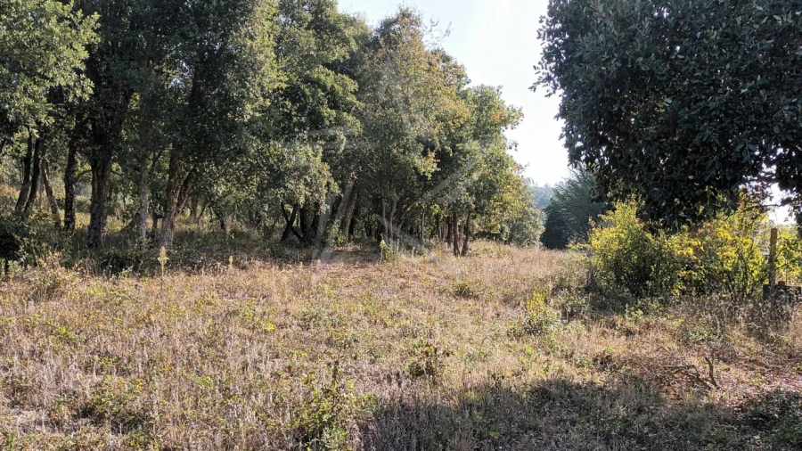 Terreno para Venda em Roliça Foto 11