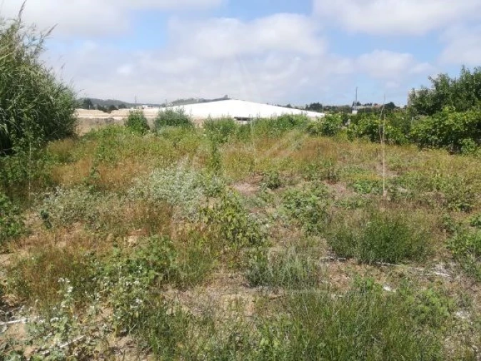 Terreno para Venda em Santa Maria, São Pedro e Sobral da Lagoa Foto 5