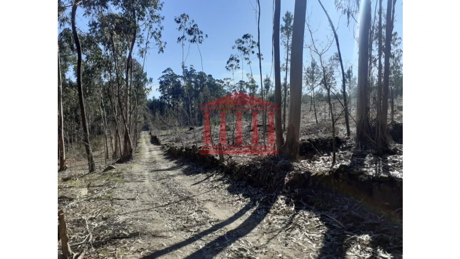 Terreno para Venda em Vila Chã Foto 11
