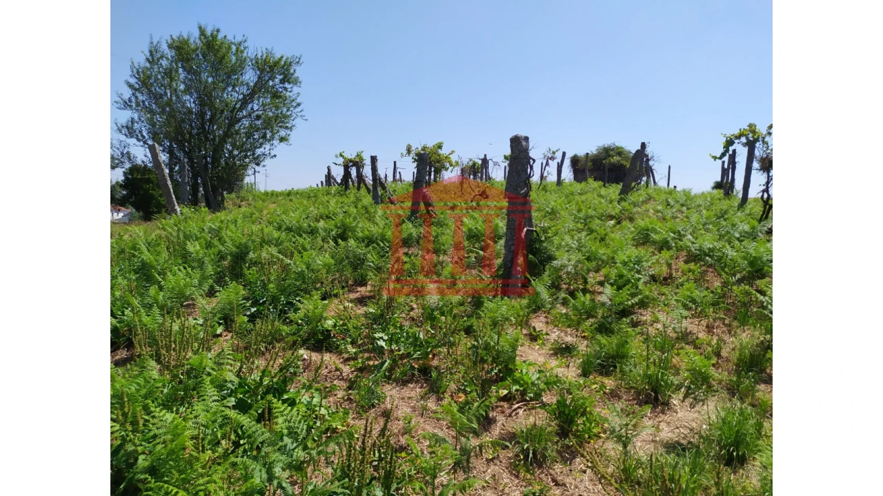 Terreno para Venda em Silveiros e Rio Covo (Santa Eulália) Foto 10