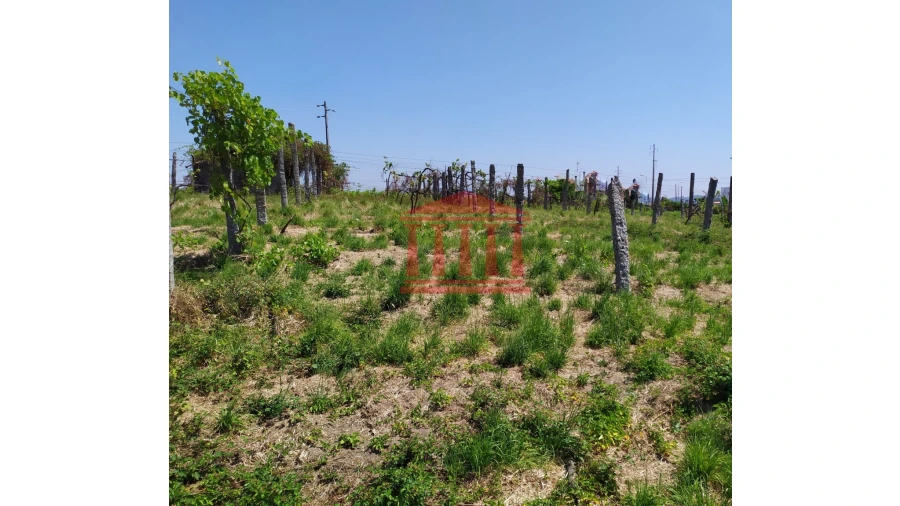 Terreno para Venda em Silveiros e Rio Covo (Santa Eulália) Foto 3