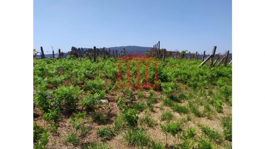 Terreno para Venda em Silveiros e Rio Covo (Santa Eulália) Foto 8