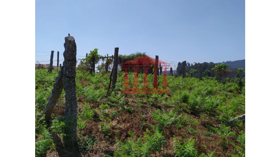 Terreno para Venda em Silveiros e Rio Covo (Santa Eulália) Foto 9