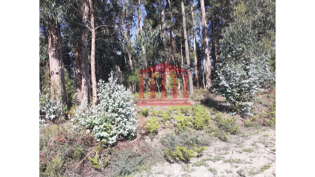 Terreno para Venda em Varzea Foto 6