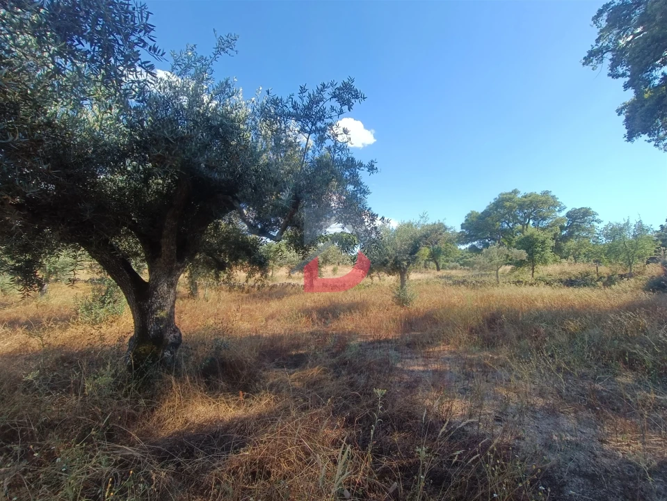 Terreno Agricola ou Rústico para Venda em Póvoa de Rio de Moinhos e Cafede Foto 1