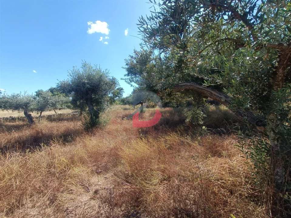 Terreno Agricola ou Rústico para Venda em Póvoa de Rio de Moinhos e Cafede Foto 4