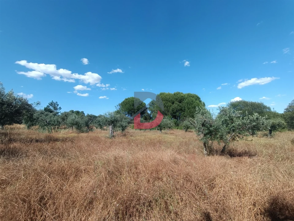 Terreno Agricola ou Rústico para Venda em Póvoa de Rio de Moinhos e Cafede Foto 6