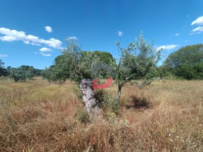 Terreno Agricola ou Rústico para Venda em Póvoa de Rio de Moinhos e Cafede Foto 7