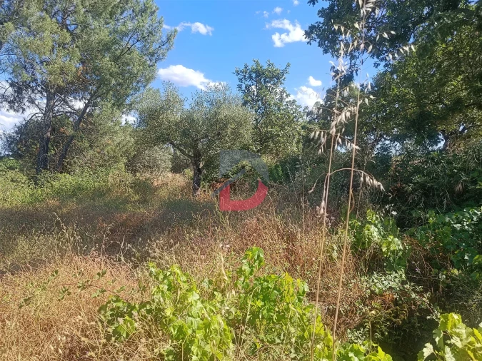 Terreno Agricola ou Rústico para Venda em Póvoa de Rio de Moinhos e Cafede Foto 10