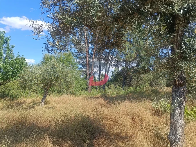Terreno Agricola ou Rústico para Venda em Póvoa de Rio de Moinhos e Cafede Foto 12