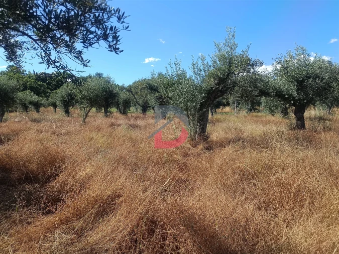 Terreno Agricola ou Rústico para Venda em Póvoa de Rio de Moinhos e Cafede Foto 14