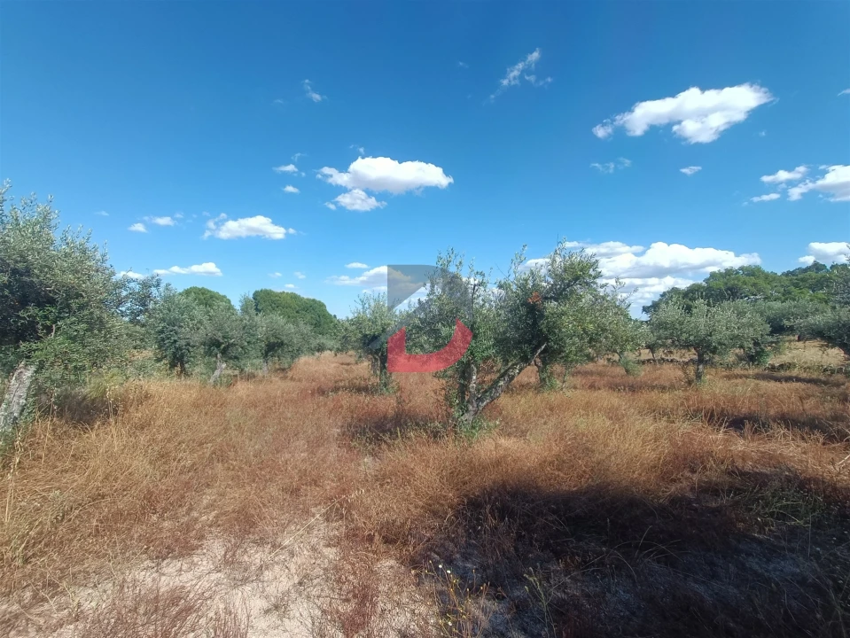 Terreno Agricola ou Rústico para Venda em Póvoa de Rio de Moinhos e Cafede Foto 3