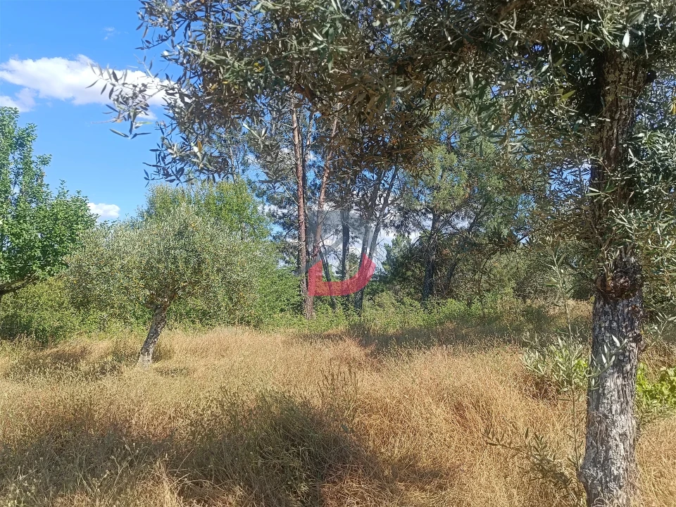 Terreno Agricola ou Rústico para Venda em Póvoa de Rio de Moinhos e Cafede Foto 12