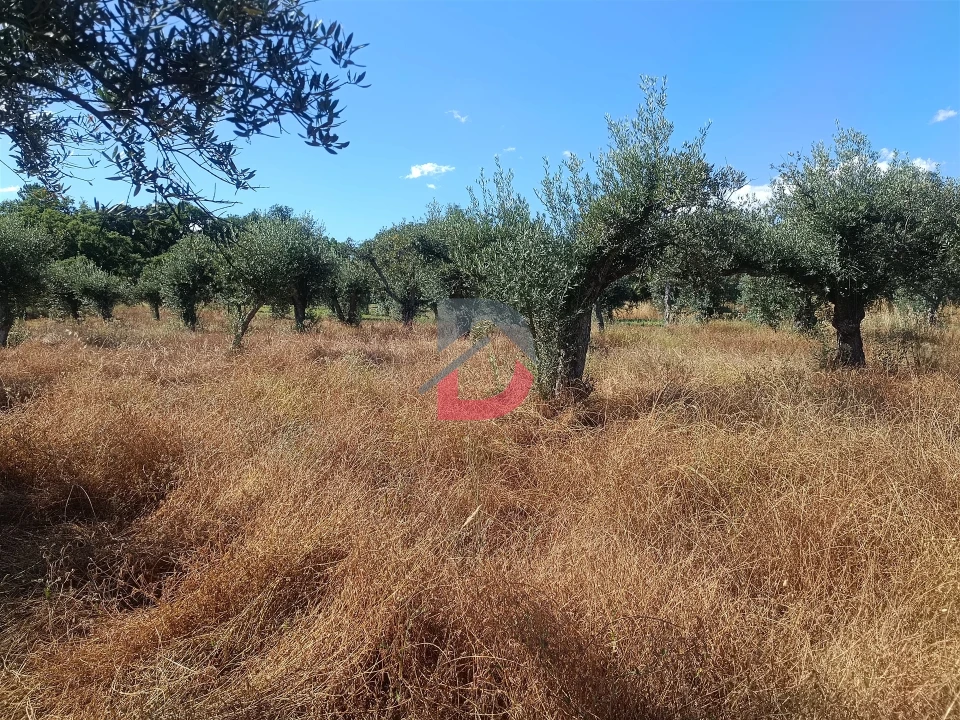Terreno Agricola ou Rústico para Venda em Póvoa de Rio de Moinhos e Cafede Foto 14