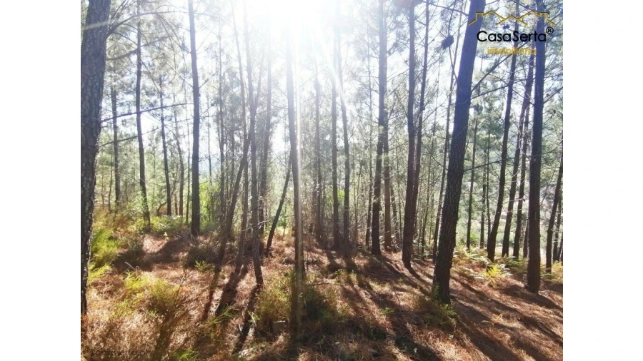 Quinta T1 para Venda em Sertã Foto 4