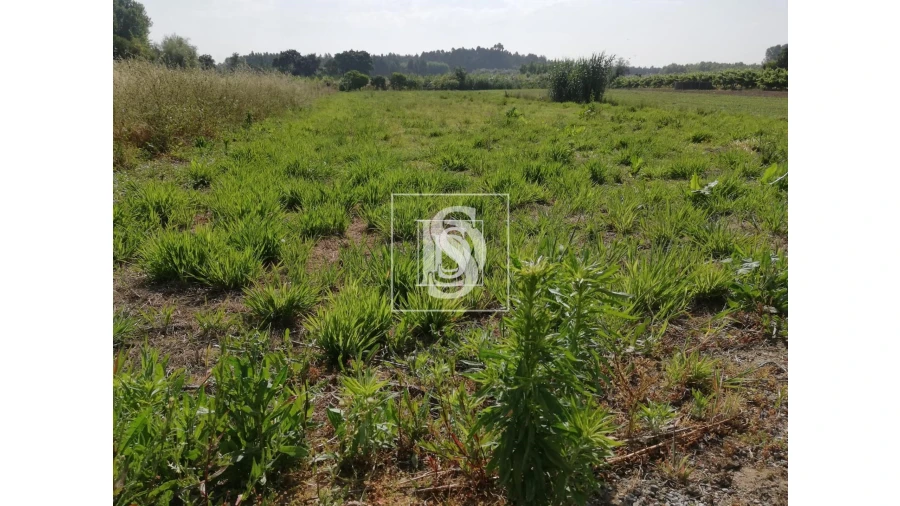 Terreno para Venda em Oiã Foto 3