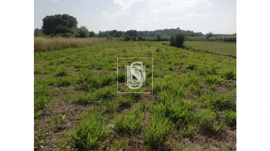 Terreno para Venda em Oiã Foto 1