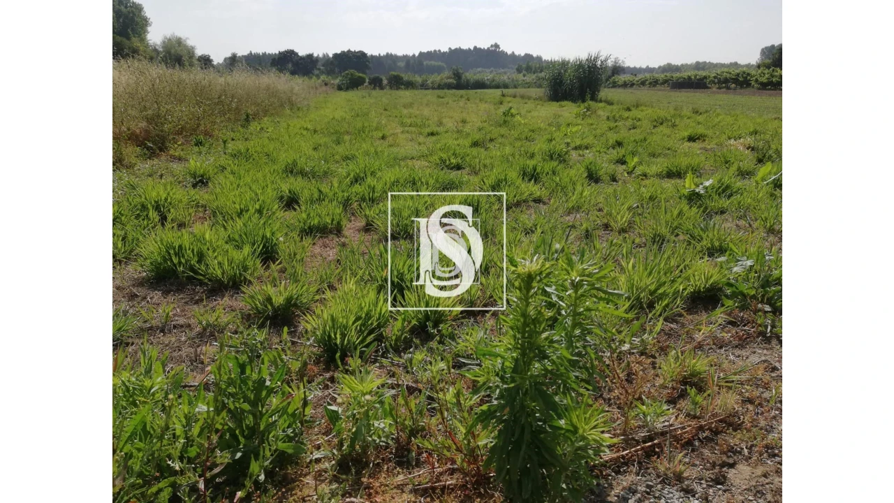 Terreno para Venda em Oiã Foto 4