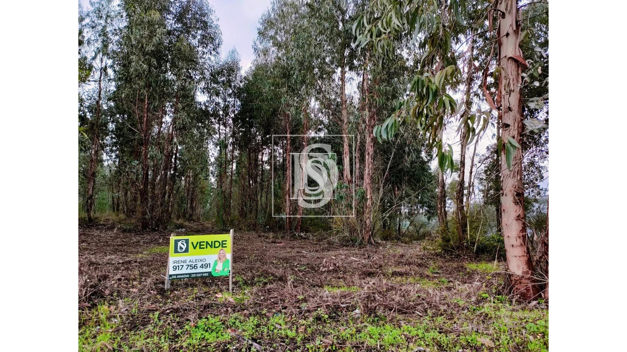 Terreno para Venda em Bustos, Troviscal e Mamarrosa Foto 4