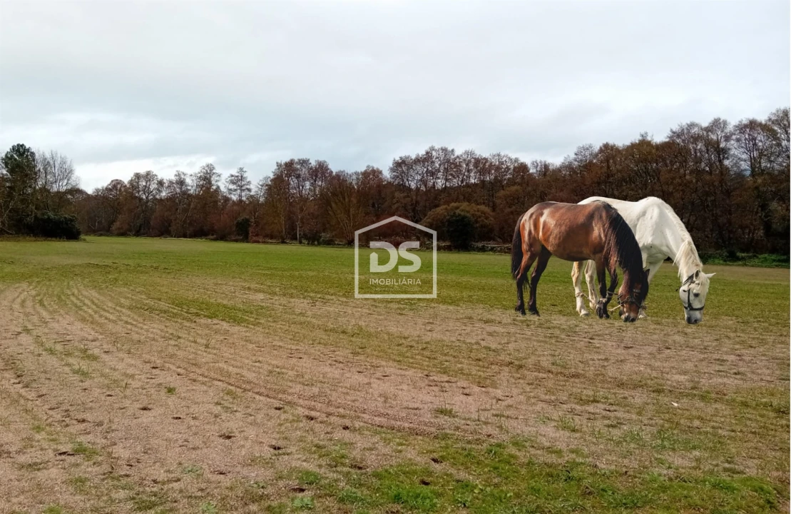 Quinta T0 para Venda em Lajeosa do Mondego Foto 1
