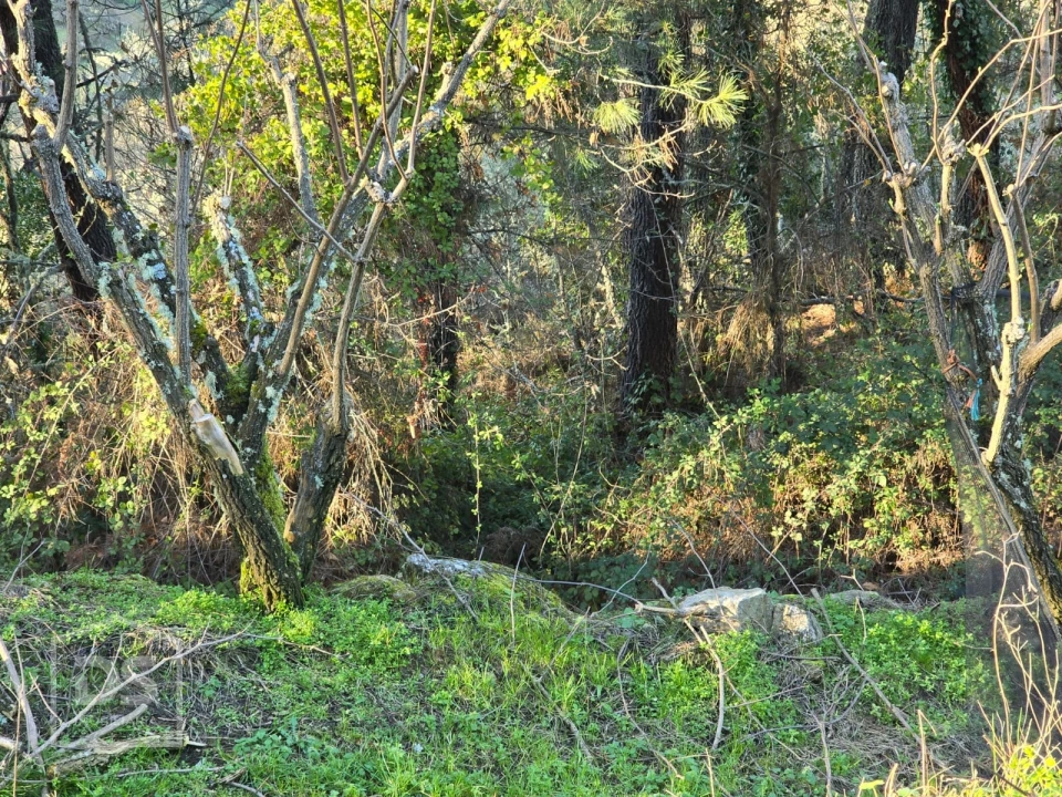 Terreno para Venda em Castelo Foto 10