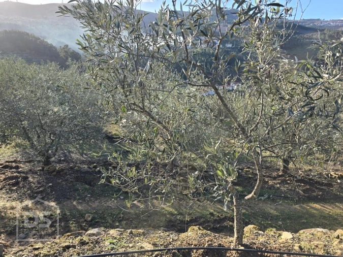 Terreno para Venda em Castelo Foto 28