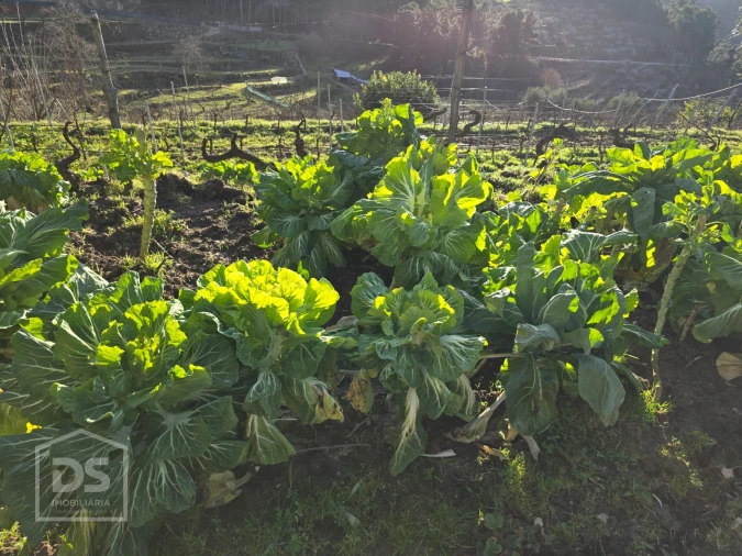 Terreno para Venda em Castelo Foto 17