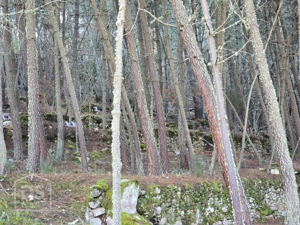 Terreno para Venda em Castelo Foto 4