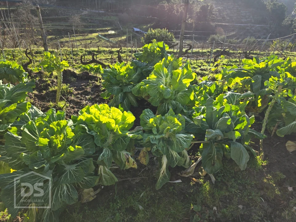 Terreno para Venda em Castelo Foto 17