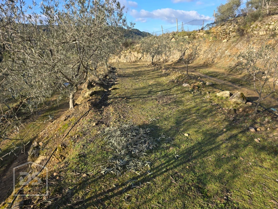 Terreno para Venda em Castelo Foto 27