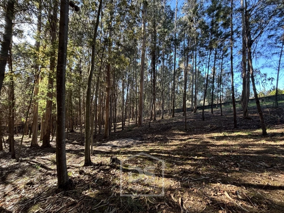 Terreno para Venda em Mundão Foto 5