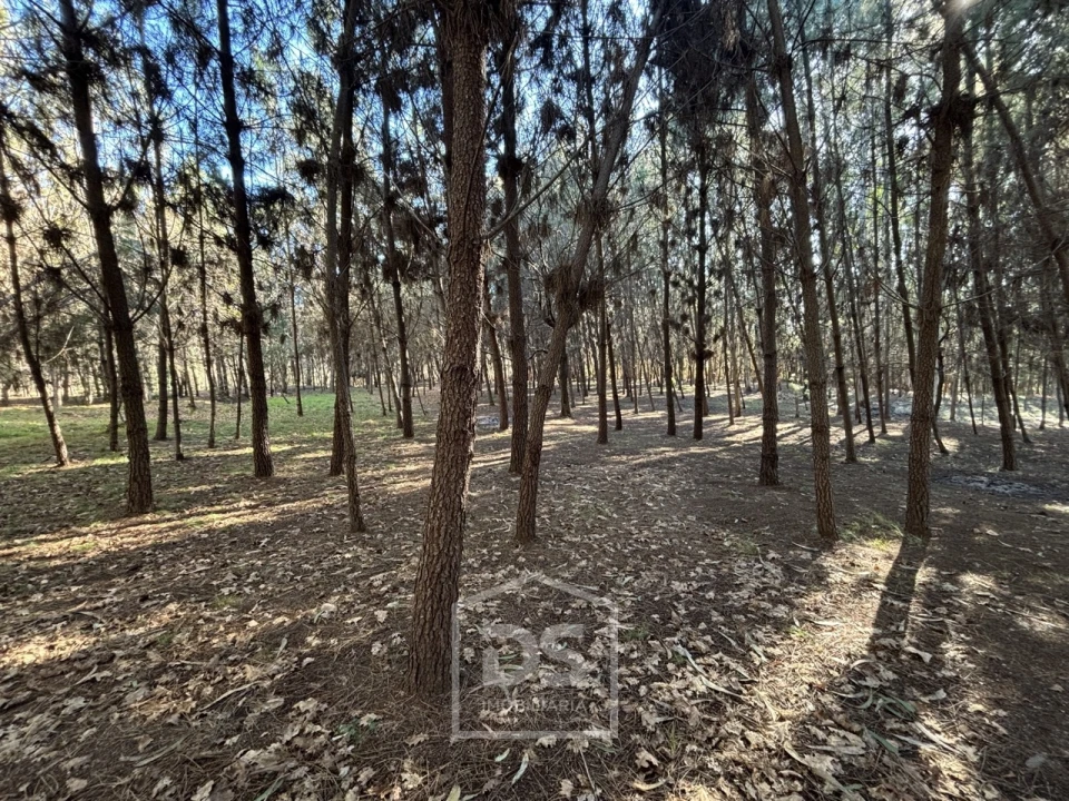 Terreno para Venda em Mundão Foto 9