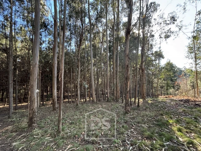 Terreno para Venda em Mundão Foto 7