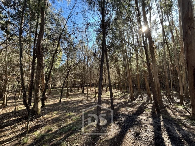 Terreno para Venda em Mundão Foto 12